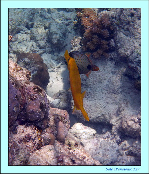 2011 - 08 - Borneo - Mataking 49